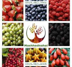 فروش ارقام مختلف نهال میوه و انگور
