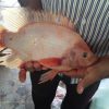 فروش عمده ی بچه ماهی تیلاپیا و کپور